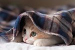  34 жилых дома Твери временно остались без тепла
